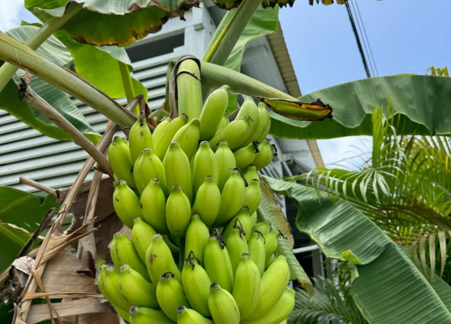 Villa Perle Des Caraibes - Boheme Chic Saint-Francois  Guadeloupe